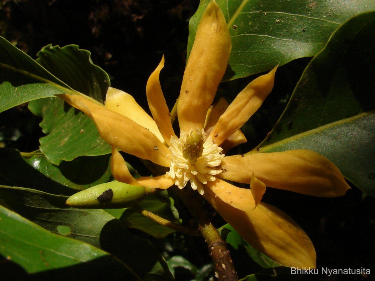 Magnolia champaca (L.) Baill. ex Pierre